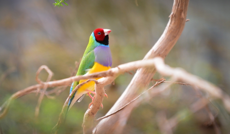 Gouldian Finch